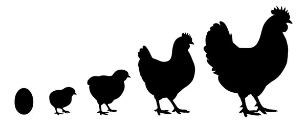 Chicken life cycle stages in silhouette format