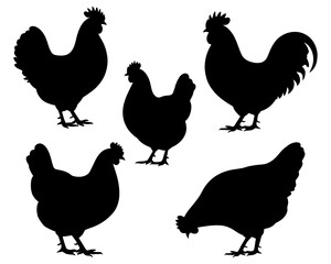 Silhouettes of chickens and roosters on white background
