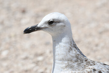 Lesser Black-backed Gull, 
