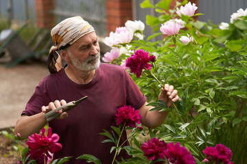 An adult man with garden shears in his hand surrounded by blooming peony bushes. He cuts a burgundy flower.