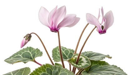 pink flower isolated on white