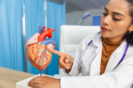Female doctor pointing at anatomical heart model on desk