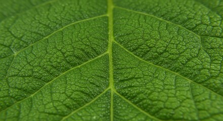 Obraz premium Emerald Tapestry