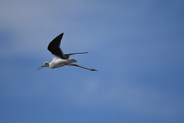 Black-winged Stilt in flight