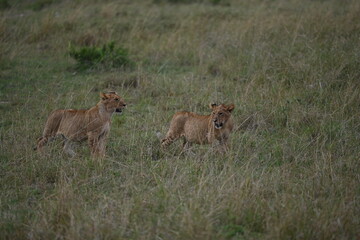 lioness and cubs