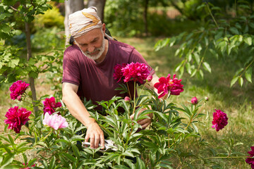 Portrait of an adult gray-bearded man cutting burgundy peony flowers with garden shears for a bouquet against the background of a summer garden.