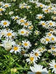 Fototapeta premium A sun-drenched field of cheerful white daisies with bright yellow centers. The dense patch of blooms and green leaves creates a fresh, vibrant, and joyful summer scene.