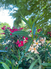 A lush oleander bush with vibrant pink and creamy-white flowers. Its long, glossy green leaves are...