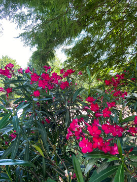 Clusters of vibrant, deep pink oleander flowers bloom profusely on a lush bush. The vivid blossoms stand out against dark green leaves in a sun-dappled garden setting.
