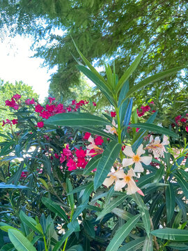 A lush oleander bush with vibrant pink and creamy-white flowers. Its long, glossy green leaves are illuminated by sunlight in a beautiful, flourishing garden setting.