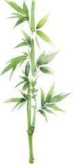 Fototapeta premium Vector watercolor painted bamboo. Hand drawn flower design elements isolated on white background.
