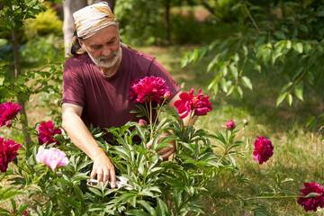 A gardener uses garden shears to cut flowers from a burgundy peony bush in the garden.