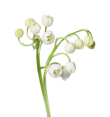 Beautiful fragrant lily-of-the-valley flowers isolated on white