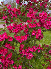 the weigela bush blooms with bright pink flowers in Belarus.