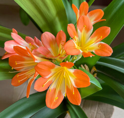 The indoor clivia plant blooms with orange flowers
