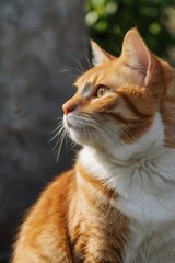 Majestic Orange Tabby Cat with Striking Green Eyes - Iconic Feline Portrait