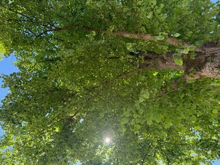 Tree branches with green leaves against blue sky, bottom view