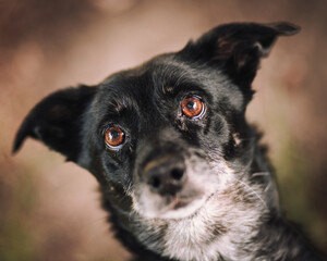A Mixed-Breed Dog with Soulful Eyes.
