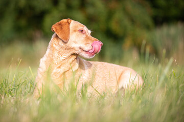 Portrait of a Labrador Retriever in Nature