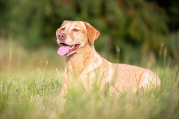 Portrait of a Labrador Retriever in Nature