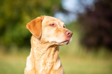 Portrait of a Labrador Retriever in Nature