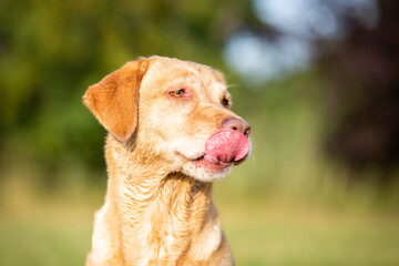 Portrait of a Labrador Retriever in Nature