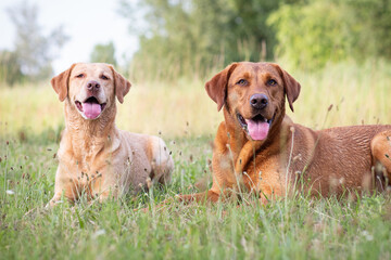 Portrait of a Labrador Retriever in Nature
