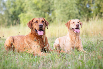 Portrait of a Labrador Retriever in Nature