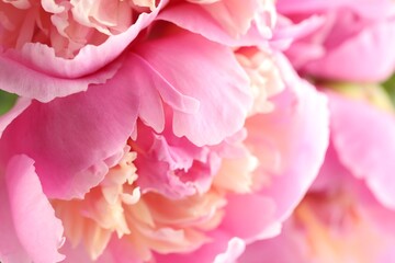Fototapeta premium Beautiful peony flowers as background, macro view
