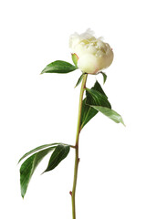 One beautiful peony flower with leaves isolated on white