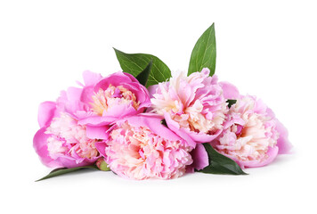 Beautiful peonies and green leaves isolated on white