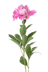 One beautiful pink peony isolated on white