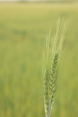 Wheat spikes in field outdoors, closeup. Space for text