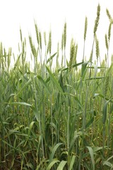 Wheat spikes growing in field outdoors, closeup