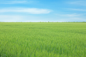 Obraz premium View of agricultural field with ripening wheat spikes. Space for text