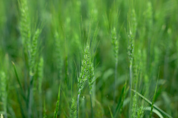 Wheat spikes growing in field outdoors, closeup. Space for text