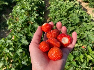 Erdbeeren selbst gepflückt im Erdbeerfeld in der Hand 
Einer Frau