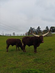 Horned Ankole-Watusi Cow Feeding Calf in Green Pasture