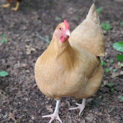 free range chicken