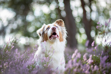 Australian Shepherd Surrounded by Wild Heather