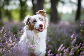 Australian Shepherd Surrounded by Wild Heather
