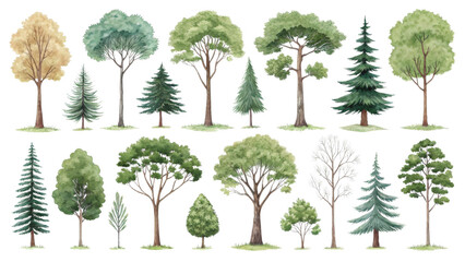 Fototapeta premium Watercolor Tree Collection 24 Isolated Trees on Transparent Background, Nature, Forest, Trees, Watercolor, Illustration