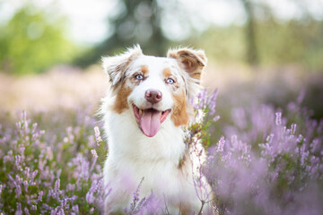 Australian Shepherd Surrounded by Wild Heather
