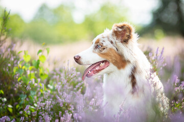 Australian Shepherd Surrounded by Wild Heather