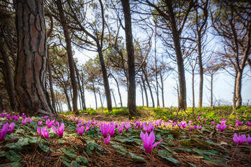 Cyclamen flowers in the pine forest in Marina di Cecina, Tuscany, Italy