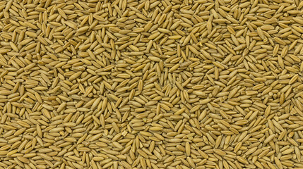 Golden Paddy Rice Grains Texture Background Image