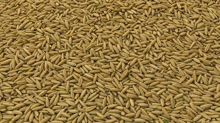 Paddy Rice Grains Close-Up Texture of Unmilled Rice