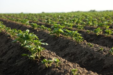 Rows of green potato sprouts growing in fertile soil outdoors, closeup