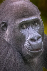 Obraz premium Gentle Gorilla with Expressive Eyes Looking Directly at the Viewer