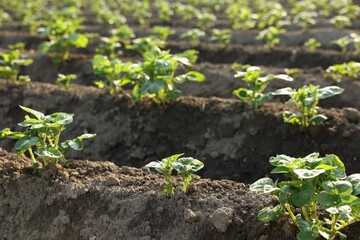 Rows of green potato sprouts growing in fertile soil outdoors, closeup